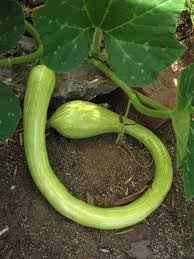 Tromboncino Vegetable Seeds for Planting - 100 pcs